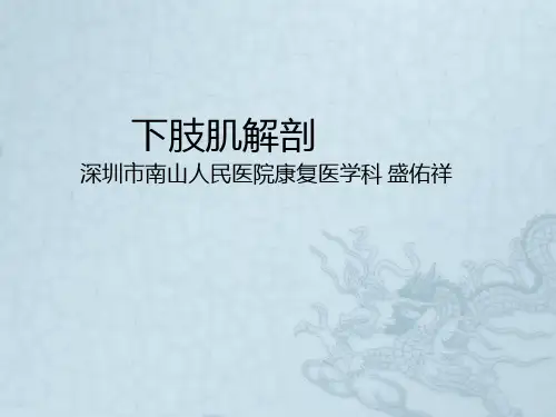 下肢肌解剖-PPT