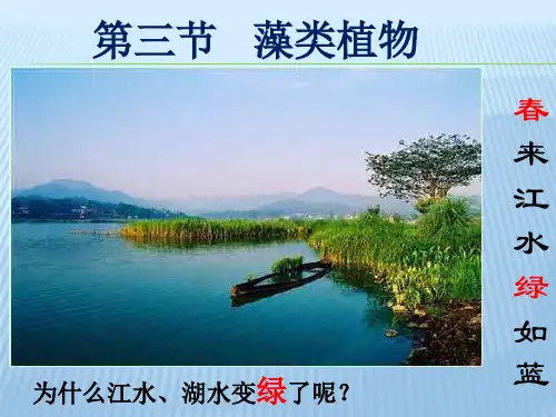 藻类植物课件(冀教版)