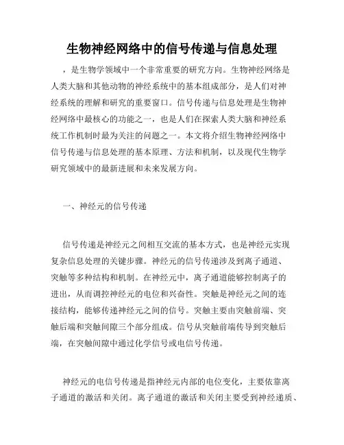 生物神经网络中的信号传递与信息处理