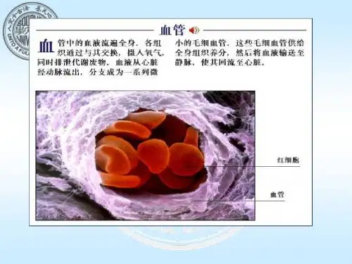 人体运动的保证体系-泌尿系