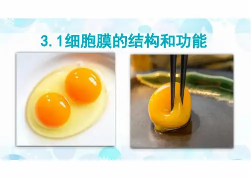 3.1细胞膜的结构和功能 (教学课件)—高中生物人教版(2019)必修一