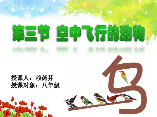 鸟适于飞行的特征