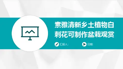素雅清新乡土植物白刺花可制作盆栽观赏