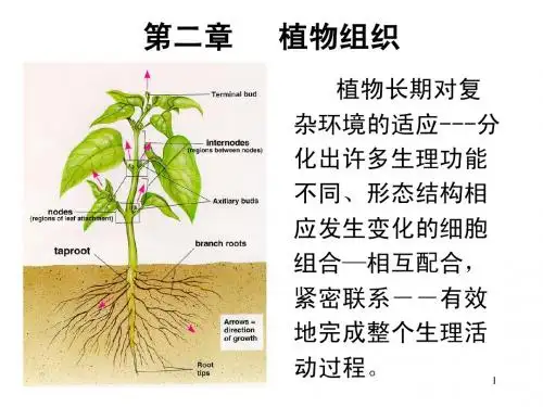 第二章植物组织