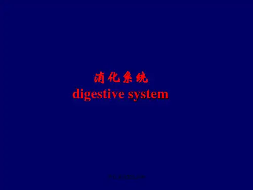 消化系统X线诊断 ppt课件
