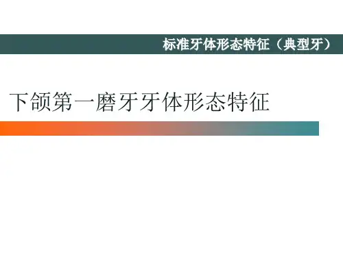 下颌第一磨牙牙体形态简述
