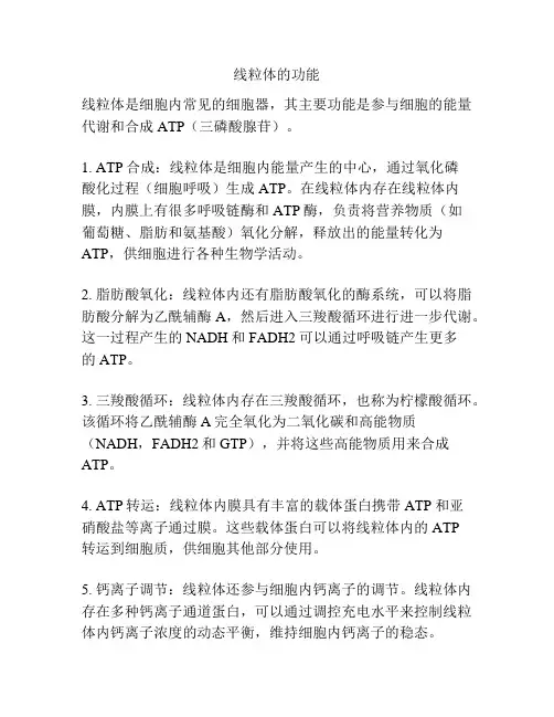 线粒体的功能