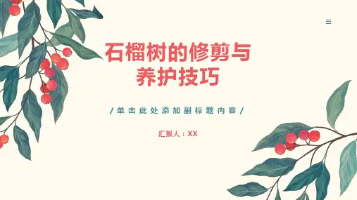 石榴树的修剪与养护技巧