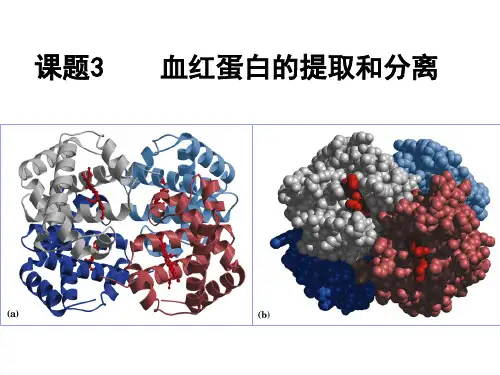 专题5课题3血红蛋白的提取与分离PPT课件