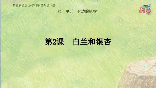 四年级下册科学课件《白兰和银杏》粤教版2019 (共19页)PPT
