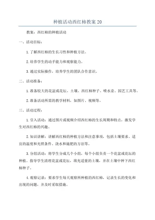 种植活动西红柿教案20