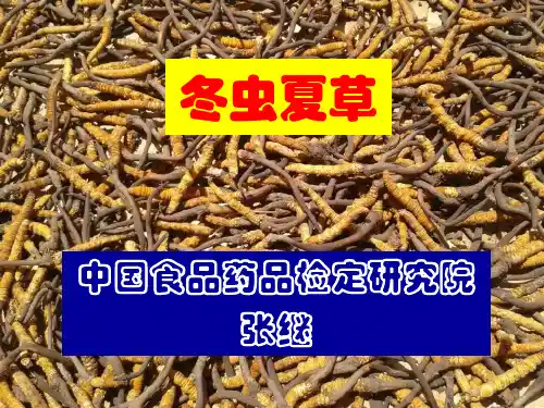 冬虫夏草鉴别-张继