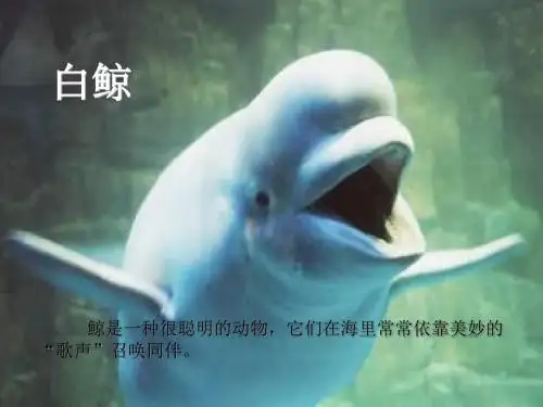 北师大版语文第五册《喜爱音乐的白鲸》PPT课件2PPT、优质教学课件