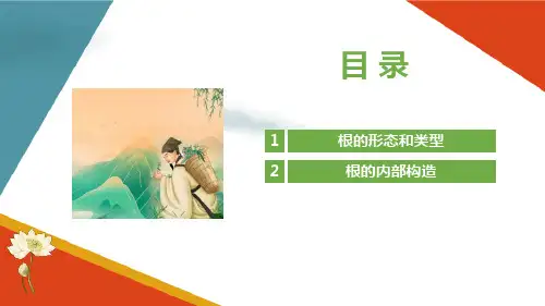 认识药用植物根的特征 根的形态和类型 正常根的形态 药用植物识别课件