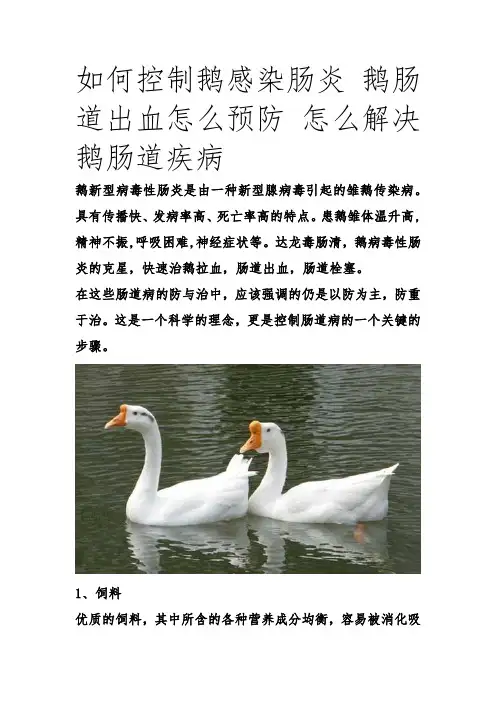 鹅感染肠道疾病 (4)
