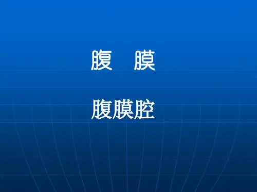 【局部解剖学】腹膜与腹膜腔PPT课件