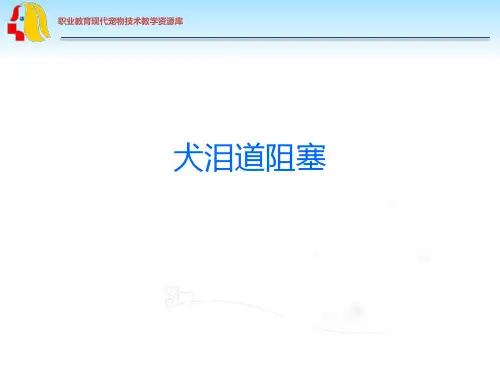 犬泪道阻塞的诊治技术.ppt