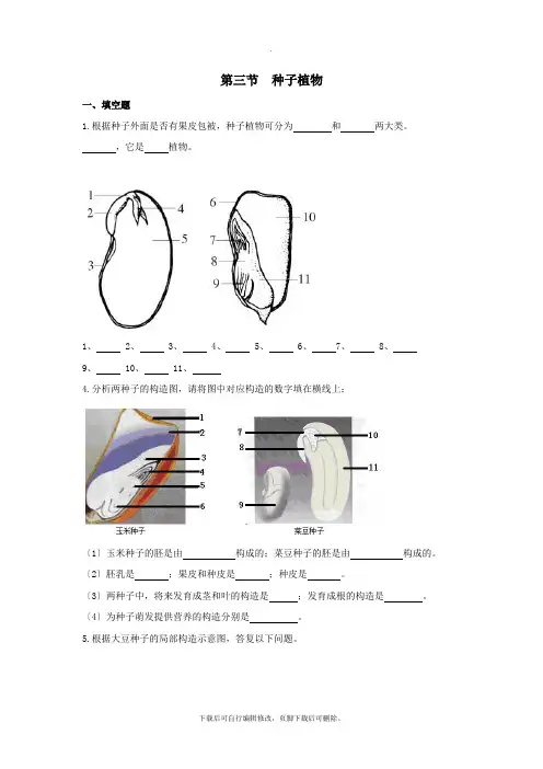 七年级生物上册3.1.2《种子植物》同步练习(新版)新人教版