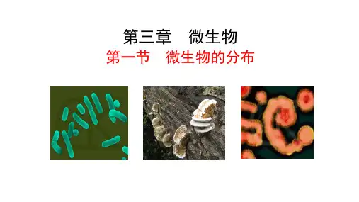 2.3.1微生物的分布  课件(共25张PPT) 生物人教版七年级上册