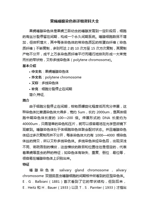 果蝇唾腺染色体详细资料大全