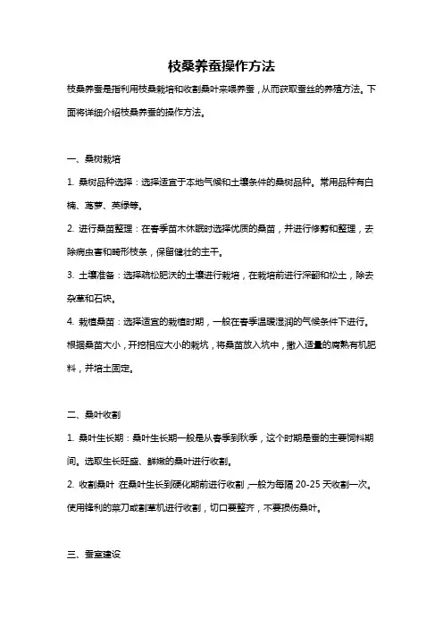 枝桑养蚕操作方法