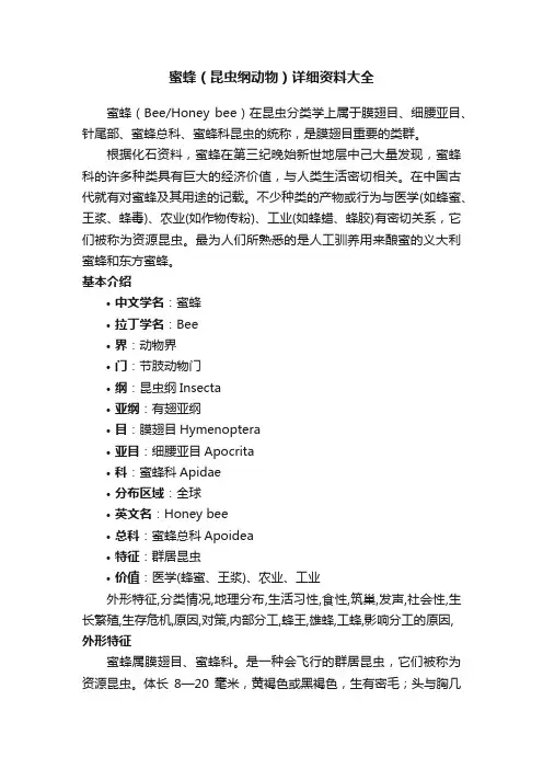 蜜蜂（昆虫纲动物）详细资料大全