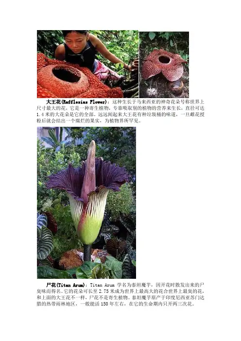 13种最为诡异的植物(高清图)