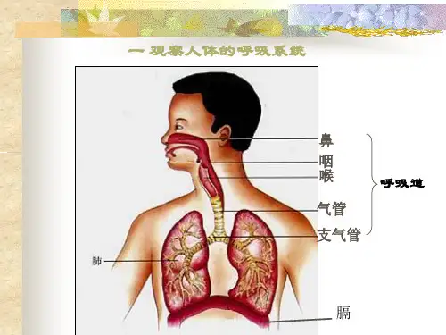人体呼吸系统