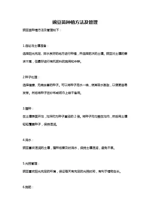 豌豆苗种植方法及管理