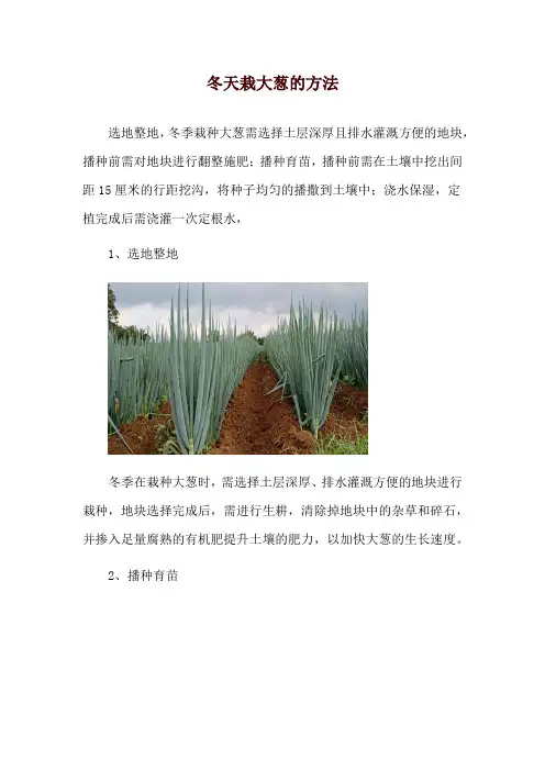 冬天栽大葱的方法