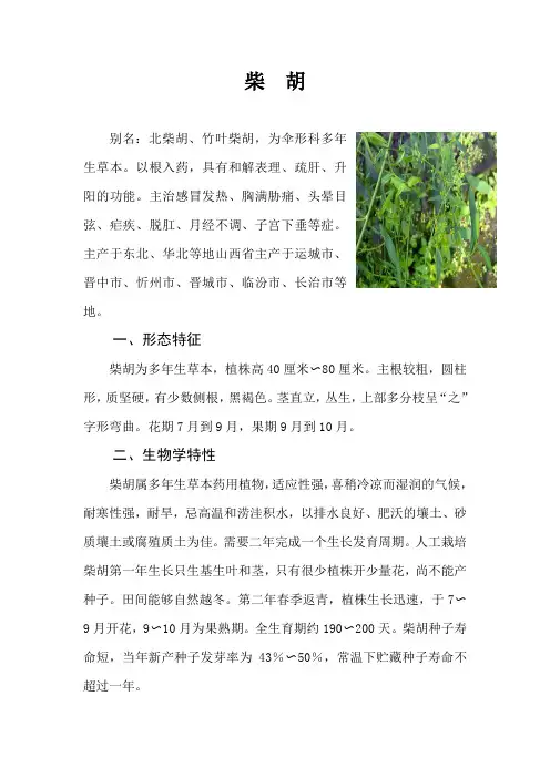 柴胡的栽培技术