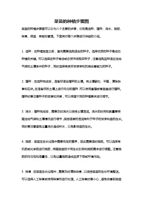 菜苗的种植步骤图