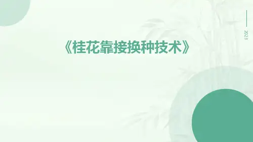 桂花靠接换种技术