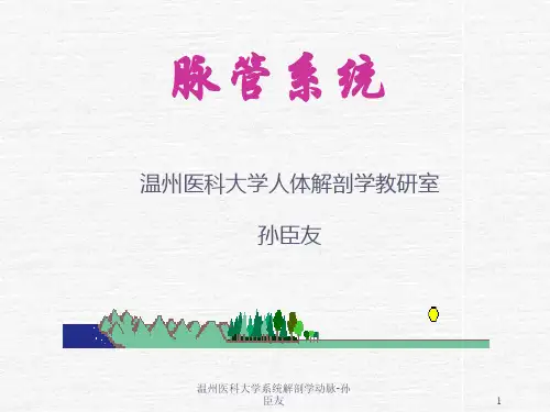 温州医科大学系统解剖学动脉-孙臣友课件