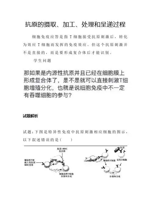 抗原的摄取、加工、处理和呈递过程