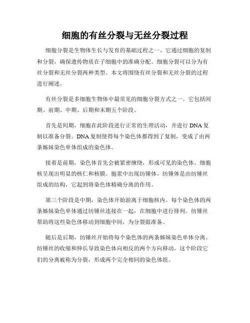 细胞的有丝分裂与无丝分裂过程