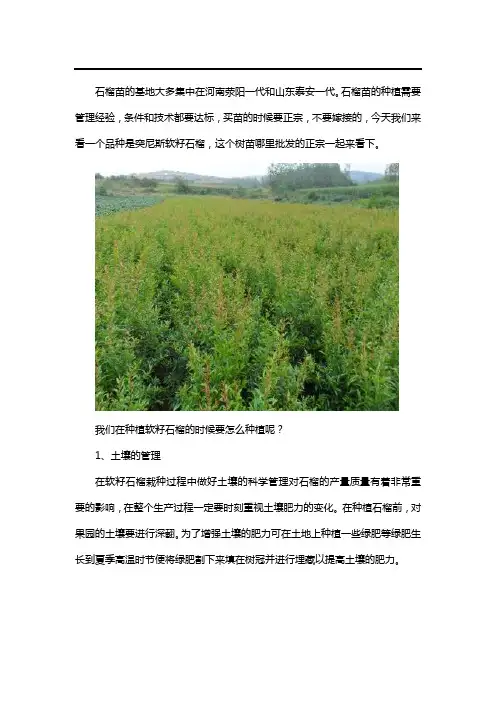 突尼斯软籽石榴苗哪里正宗