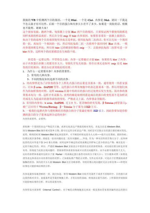 免疫印迹中的问题