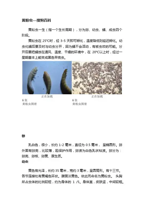 黄粉虫—搜狗百科