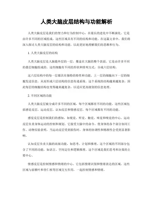 人类大脑皮层结构与功能解析
