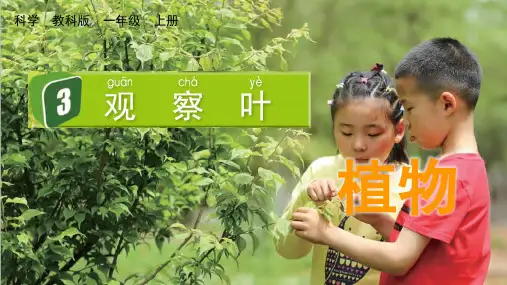 最新教科版一年级科学上册《观察叶》优质教学课件