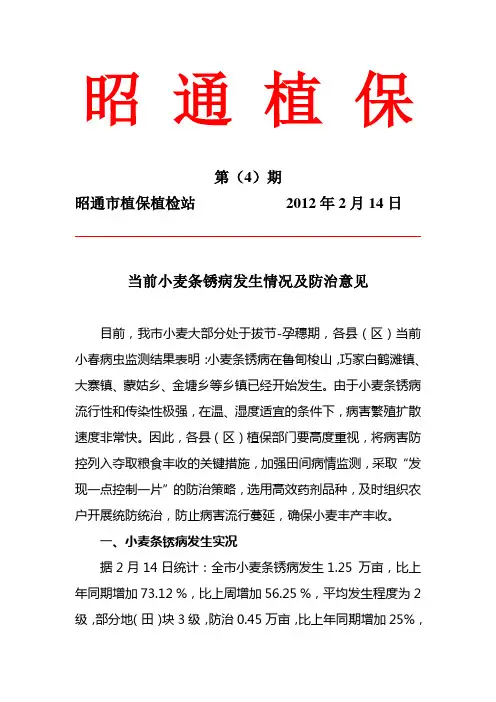 当前小麦条锈病发生情况及防治意见