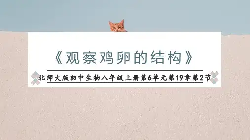 观察鸡卵的结构实验说课课件-2024--2025学年北师大版生物八年级上册