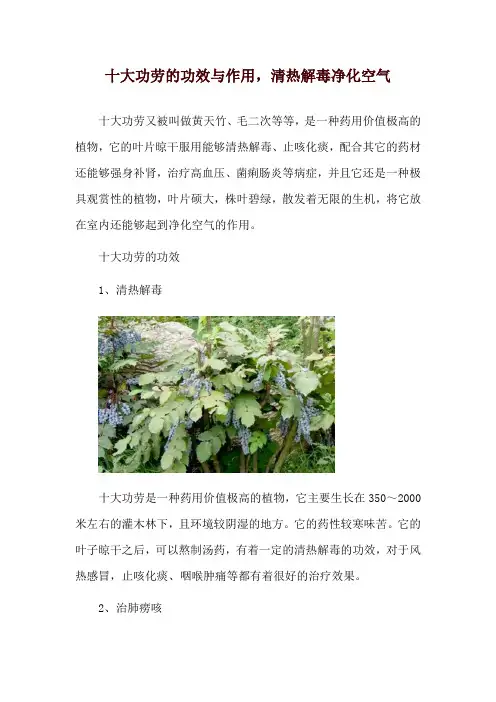 十大功劳的功效与作用,清热解毒净化空气