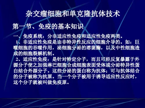 杂交瘤 单克隆抗体