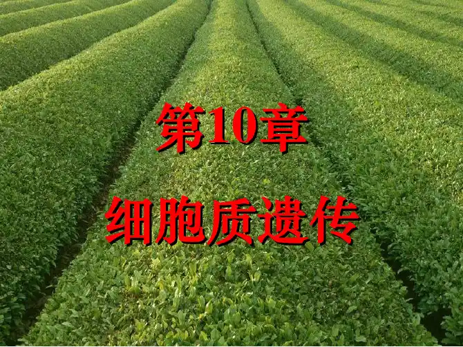 第10章细胞质遗传 - 副本