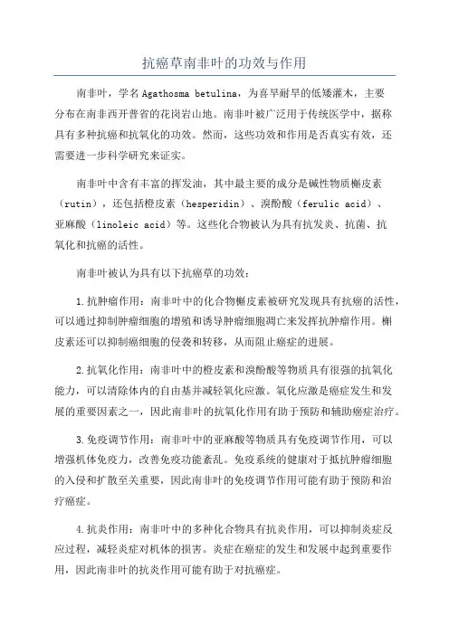抗癌草南非叶的功效与作用