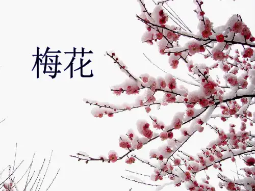 26 梅花 课件