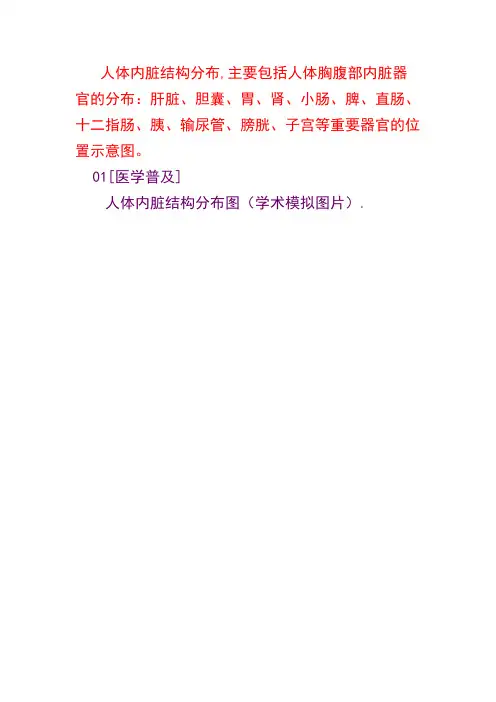 《人体内脏构图》