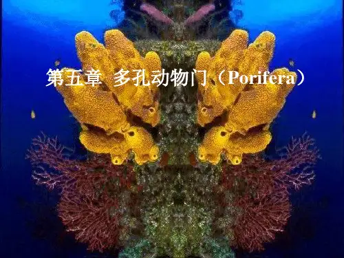 多孔动物门